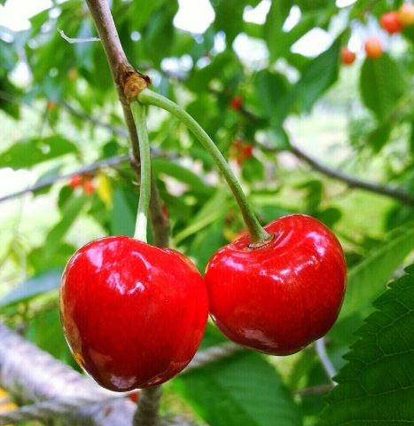 Gyeongju Cherry Experience Farm